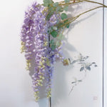 Long purple wisteria flowers with green leaves. 
